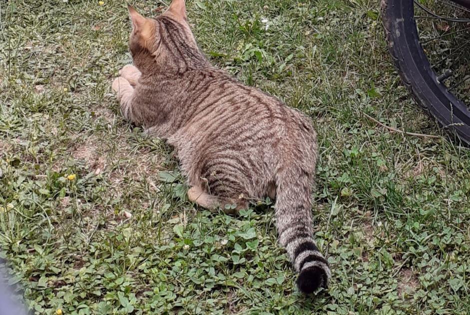 Avviso scomparsa Gatto incrocio di razze Maschio , 3 anni Gy Svizzera