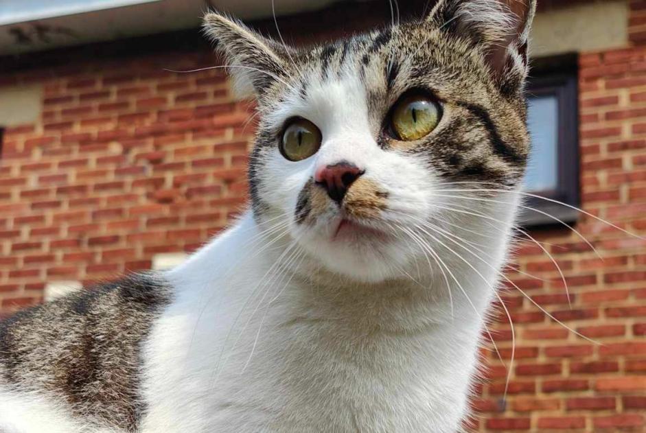 Avviso scomparsa Gatto incrocio di razze Maschio , 2 anni Manage Belgio