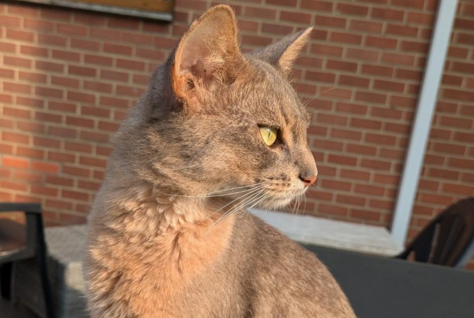 Avviso scomparsa Gatto  Maschio , 2 anni Charleroi Belgio