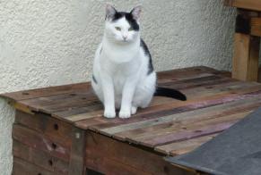 Avviso scomparsa Gatto  Femmina , 7 anni Blaignan Francia