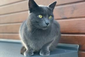 Avviso scomparsa Gatto Maschio , 2 anni Reignier-Esery Francia