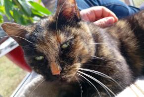 Avviso scomparsa Gatto Femmina , 1 anni Le Puy-en-Velay Francia