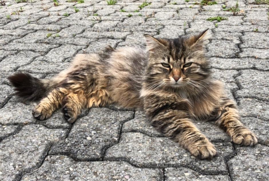 Avviso scomparsa Gatto incrocio di razze Maschio , 9 anni Versoix Svizzera