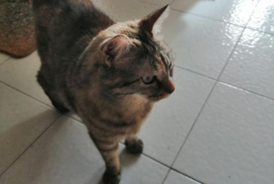 Avviso scomparsa Gatto  Femmina , 10 anni Grenoble Francia