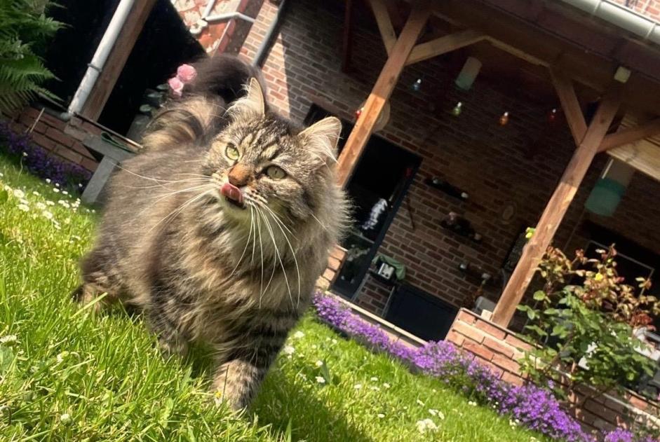 Avviso scomparsa Gatto incrocio di razze Maschio , 5 anni Herstal Belgio