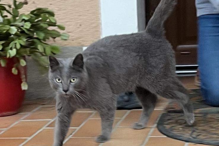 Avviso Ritrovamento Gatto Non conosciuta Clermont-Créans Francia