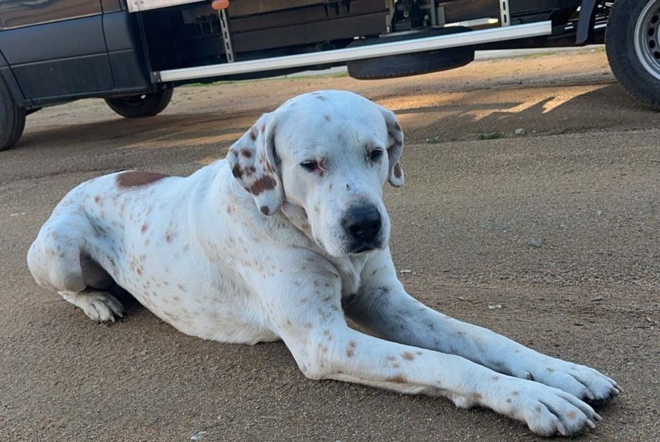 Ontdekkingsalarm Hond rassenvermenging Mannetje Afa Frankrijk