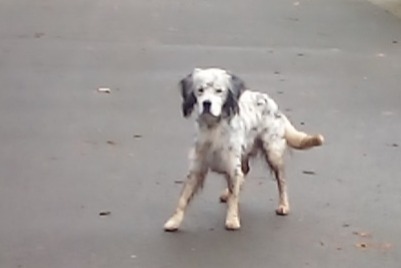 Ontdekkingsalarm Hond  Mannetje Castets et Castillon Frankrijk