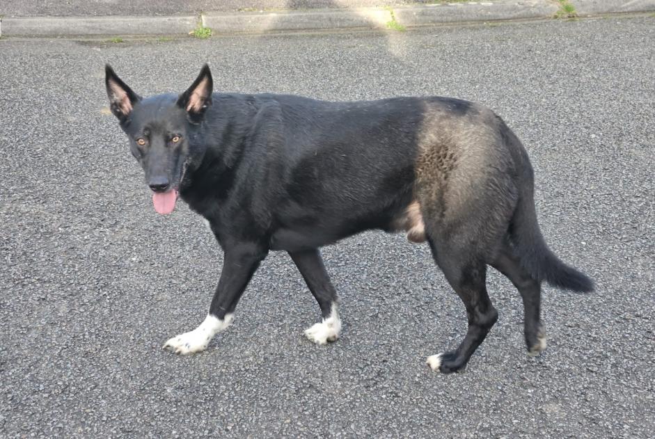 Ontdekkingsalarm Hond Mannetje Bletterans Frankrijk