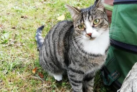 Alerta desaparecimento Gato  Fêmea , 5 anos Niergnies France