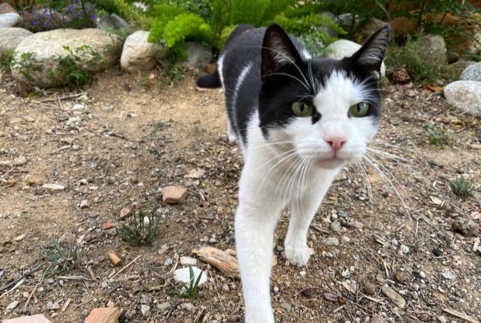 Alerta desaparecimento Gato Macho , 5 anos Perpignan France