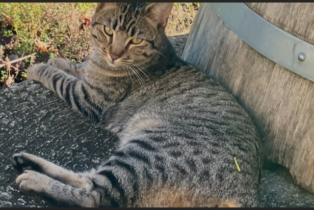 Alerta desaparecimento Gato  Macho , 2 anos Saint-Jean-de-Blaignac France