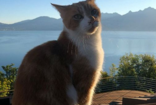 Alerta desaparecimento Gato Macho , 8 anos Glion Switzerland