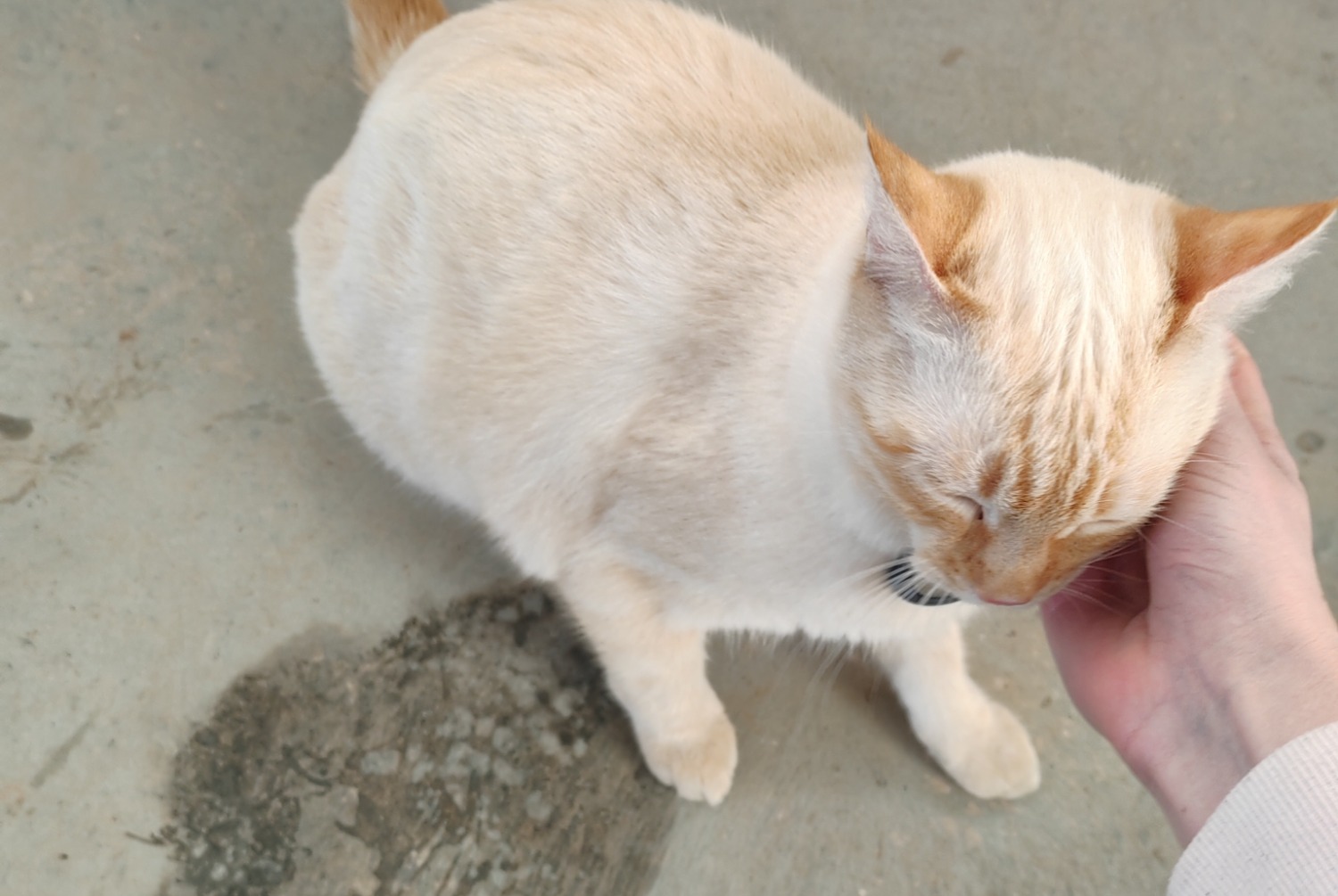 Alerta descoberta Gato cruzamento Macho , 2025 anos Millau France