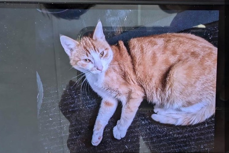 Alerta descoberta Gato Fêmea Saint-Paul-en-Forêt France