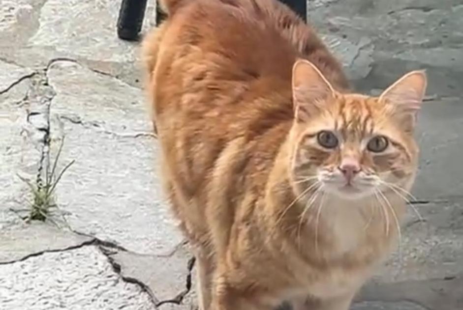 Alerta descoberta Gato Macho Penta-di-Casinca France