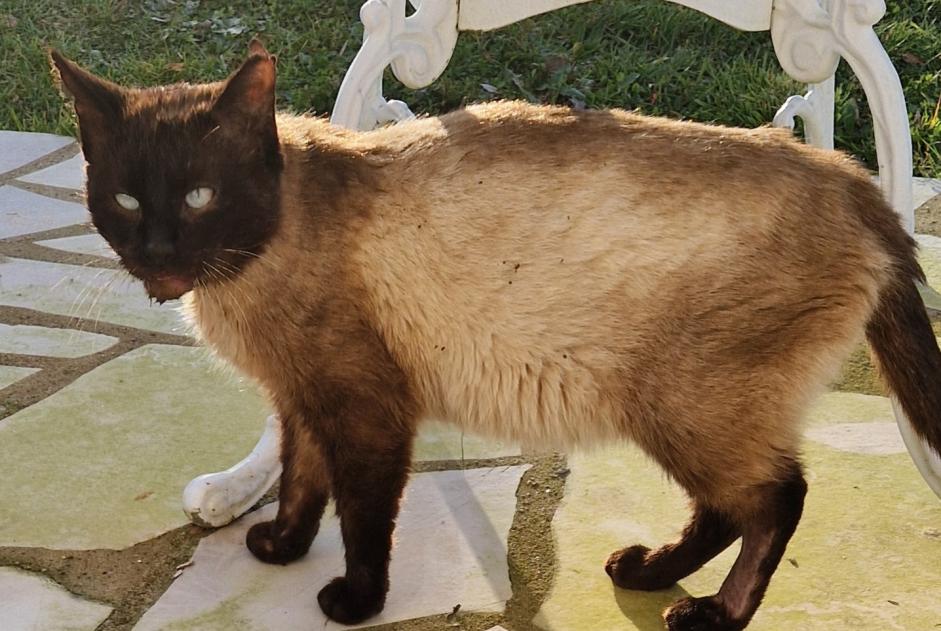 Alerta descoberta Gato  Desconhecido Segré-en-Anjou Bleu France